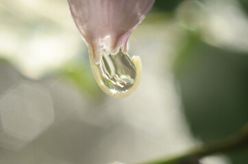 Closeup of pink flower with water drops