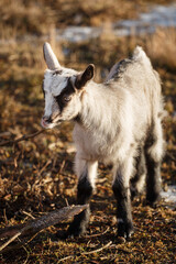 Gray goat kid on the meadow