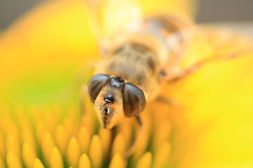 Honey Bee search for pollen