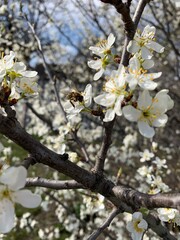 blooming cherry tree
