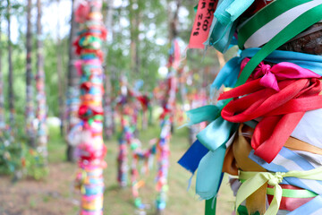 Colorful satin ribbons tied to log fences and birch trees by couples to celebrate love and marriage in russia