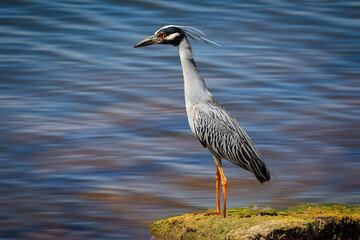 Yellow-crowned Night Heron (Nyctanassa violacea) on the Lake Hefner shore
