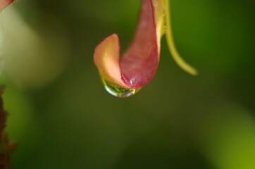 Closeup of pink flower with water drops