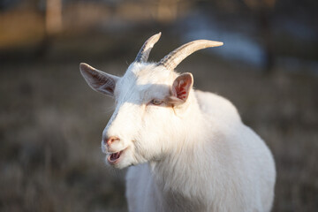 Obraz premium portrait of a white goat