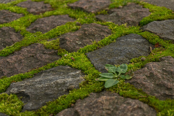 Mossy masonry road.