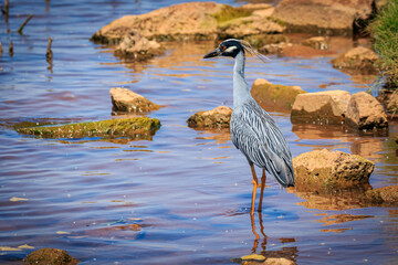 Yellow-crowned Night Heron (Nyctanassa violacea) on the Lake Hefner shore