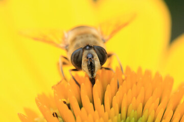 Honey Bee search for pollen