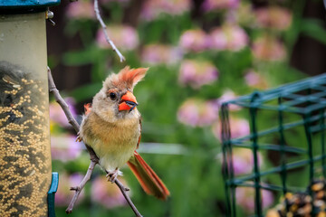 Female American Cardinal (Cardinalis cardinalis) perched on a feeder
