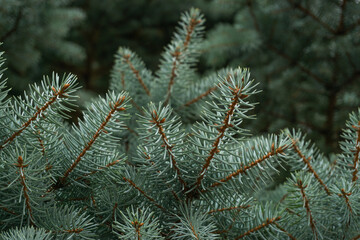 Fir branches with blue thorns that shine through the sun.