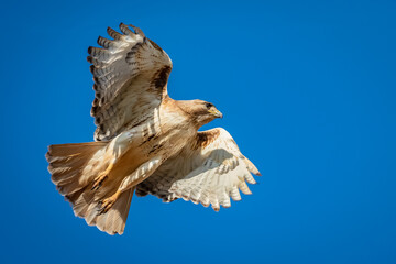 Mouse's view of a red-tailed hawk ( Buteo jamaicensis)