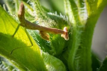 Brown praying mantis (Mantis religiosa) hiding in green foliage