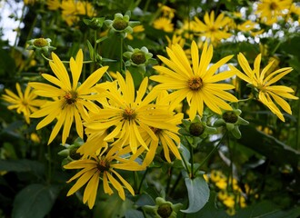 yellow flowers of silphium perfoliatum plant in a garden