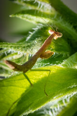 Brown praying mantis (Mantis religiosa) hiding in green foliage