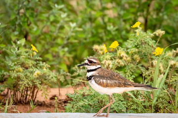 Killdeer (Charadrius vociferus)