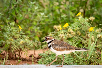 Killdeer (Charadrius vociferus)