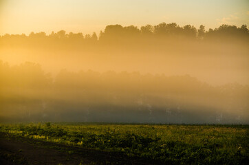 Thick mystical fog over a green forest. Juicy grass.