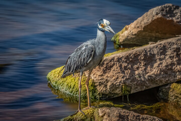 Yellow-crowned Night Heron (Nyctanassa violacea) on the Lake Hefner shore