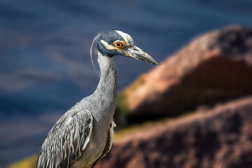 Yellow-crowned Night Heron (Nyctanassa violacea) on the Lake Hefner shore