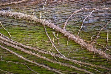 Colorful green ancient forest tree trunk bark covered with lichen and epiphyte parasitic plants like leans, closeup, details.
