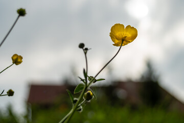 gerlbe Blume auf der Wiese