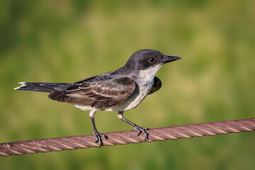 Eastern kingbird (Tyrannus tyrannus) perched on a wire