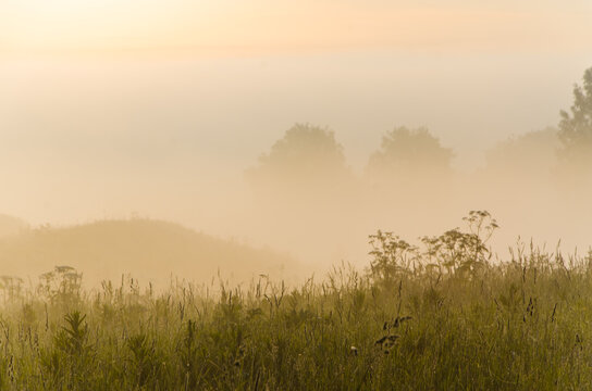 Thick mystical fog over a green forest. Juicy grass. © efimenkoalex