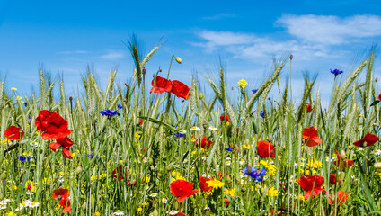 Blühstreifen an einem Kornfeld auf Usedom