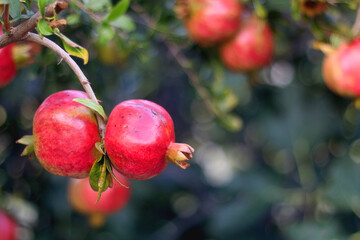 Pomegranates growing on a tree. Selective focus.