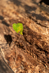 Leaf on Wood