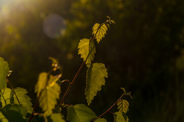 the sun's rays break through the birch leaves. Thick morning fog