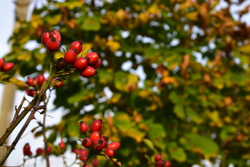 rose hips in the evening sun