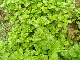 fresh mint leaves background