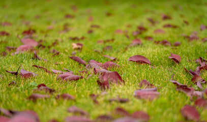 Autumn, red fallen leaves on green grass