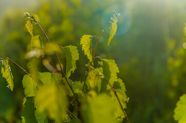 the sun's rays break through the birch leaves. Thick morning fog