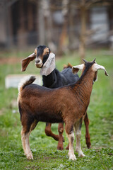 Nubian goat male and nubian baby goat kid