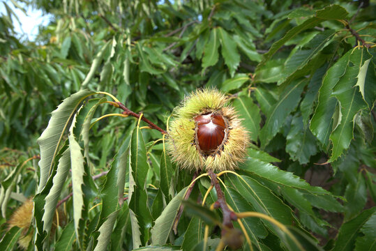 Chestnuts just before harvest, in their thorny sheath on the chestnut tree