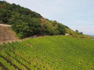 Weinberge am Rhein &ndash; R&uuml;desheim