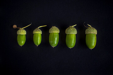 Five arranged in a row of acorns isolated on a black background. Closeup.