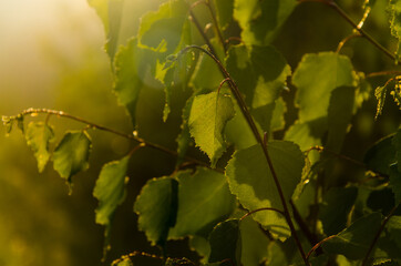 the sun's rays break through the birch leaves. Thick morning fog