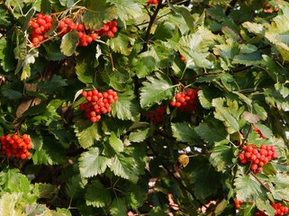 red fruits of sorbus intermedia tree at autumn