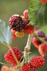 Red and black berries of a blackberry