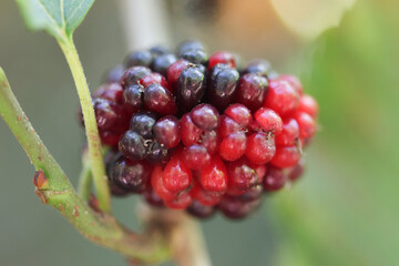 Blackberries on the bush