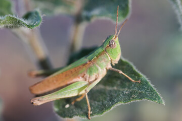 grasshopper on a leaf