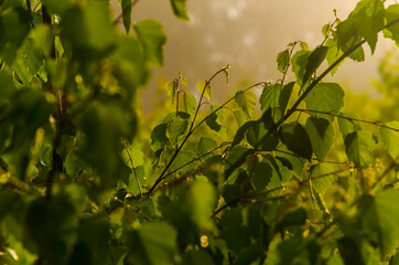 the sun's rays break through the birch leaves. Thick morning fog
