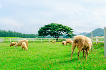 A lot sheep on meadow,Flock of sheeps grazing in green farm