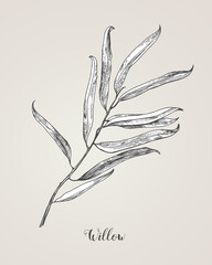 Willow branch line art vector on white background. Willow leaf Botanical Illustration. willow leaf vector illustration © FoxyImage