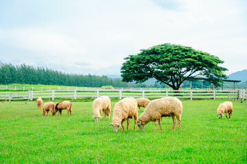 A lot sheep on meadow,Flock of sheeps grazing in green farm