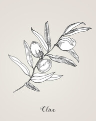 Detailed hand drawn vector black and white illustration of olives with leaves. Botanical Illustration of the olive branch