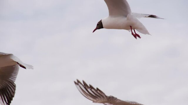Soaring Seagull. Seagull soars slowly using headwind against the backdrop of a cloudy sky. Slow Motion. Shooting at a speed of 120 fps