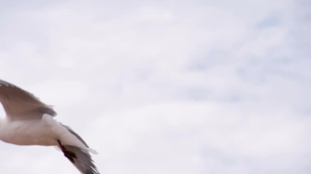 Soaring Seagull in the Sky. Seagull soars slowly using headwind against the backdrop of a cloudy sky. Slow Motion. Shooting at a speed of 120 fps